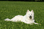 lying Samoyed