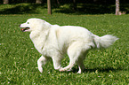 running Samoyed