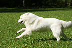 running Samoyed