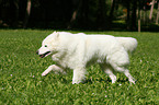 running Samoyed