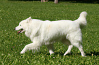 running Samoyed