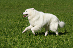 running Samoyed