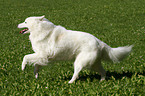 running Samoyed