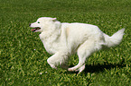 running Samoyed