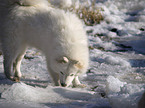 Samoyed in winter