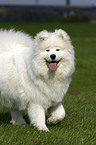 Samoyed