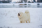 barking Samoyed