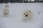 running Samoyeds