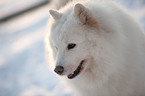 Samoyed Portrait