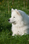 Samoyed Portrait