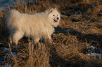 Samoyed