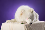 lying Samoyed