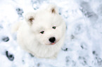 Samoyed puppy