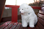 Samoyed puppy