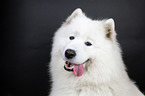 Samoyed Portrait