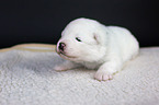 Samoyed baby