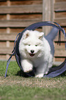 Samoyed walks through tunnel