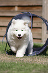 Samoyed walks through tunnel