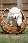 Samoyed Puppy in a basket