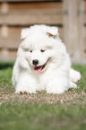 lying Samoyed