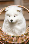 Samoyed Puppy in a basket