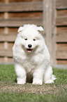 sitting Samoyed