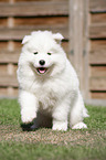 Samoyed