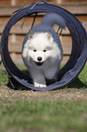 Samoyed walks through tunnel