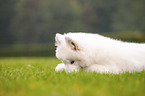 Samoyed