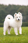 standing Samoyed