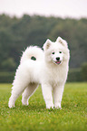 standing Samoyed