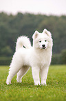 standing Samoyed