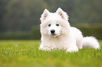 lying Samoyed