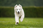 running Samoyed