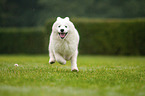 running Samoyed