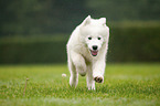 running Samoyed