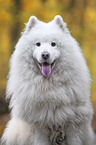 Samoyed Portrait