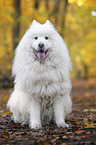 sitting Samoyed