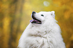 Samoyed Portrait