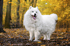 standing Samoyed