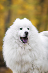 Samoyed Portrait