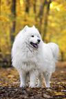 standing Samoyed