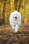 running Samoyed