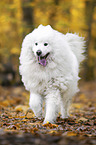 running Samoyed