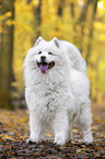 standing Samoyed