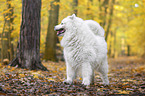 standing Samoyed