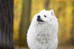 Samoyed Portrait