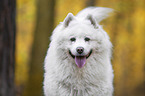 Samoyed Portrait