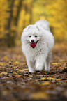 running Samoyed