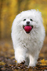 running Samoyed